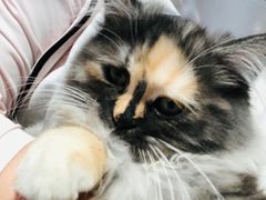 -平行世界·猫咖(首经贸店)