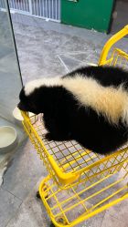 -神奇动物撸宠馆·羊驼·小浣熊·异宠(豫园店)