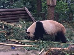 iphone_upload_pic-碧峰峡风景区