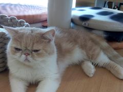 -飞行喵MR PILOT|猫舍·猫咖(静安大融城店)