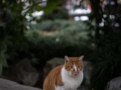 -龙华寺