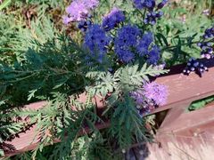 -阳台山自然风景区