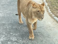 -北京野生动物园