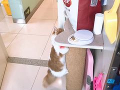 -纳吉亚猫专科动物医院博雅分院