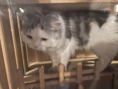 -Mr.Fox狐狸先生超级密室(南山店)