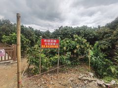 -从化深英荔枝黄皮龙眼采摘园
