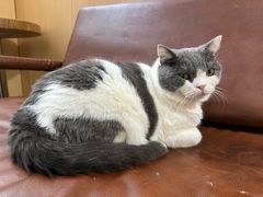 -MOCHA明星猫咖(田子坊店)