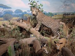 -陕西自然博物馆