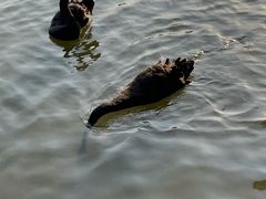 -五缘水乡酒店兰轩中餐厅