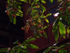-东山雕花楼