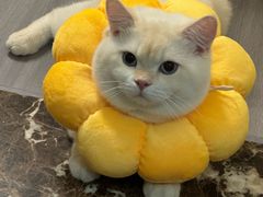 -屋虎猫馆(宝安大仟里店)