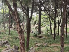 -西苑公园