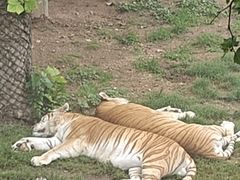 -西霞口神雕山野生动物世界