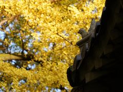 -灵谷景区
