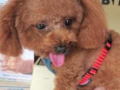 -艾贝尔宠物医院 ·内科全科(梁溪路店)