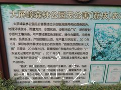 -大屏嶂森林公园