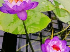 -国家植物园南园