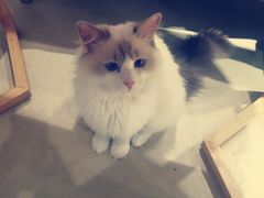 -藏猫猫咖啡主题馆(中央大道店)