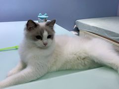 -喵的天空名猫咖啡馆·撸猫·猫舍·用品