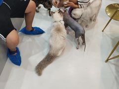 -糯米喵星人·撸猫猫舍咖啡馆(西市场嘉华店)