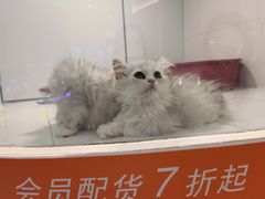 -1013 PET SHOP精品宠物商店(丁香店)
