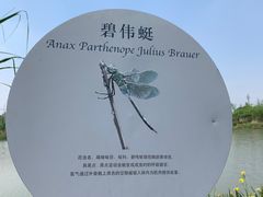 -白鹭湾湿地公园