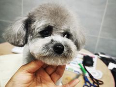 -宠福鑫康馨动物医院·骨科·眼科