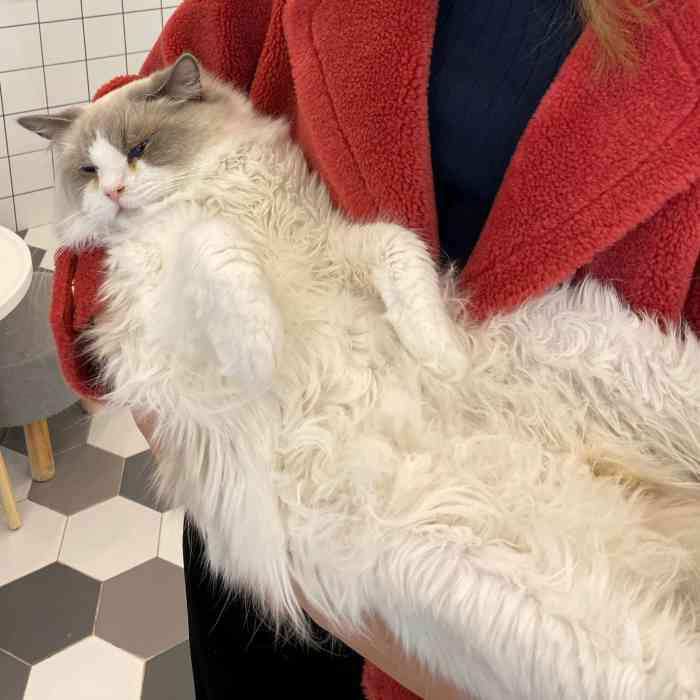 喵匠猫主题咖啡(百年城店)