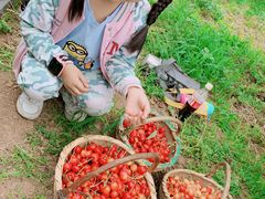 -白鹿原樱桃园