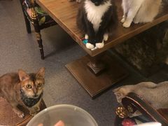 -猫色咖啡·猫咖