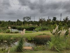 -上海长兴岛郊野公园