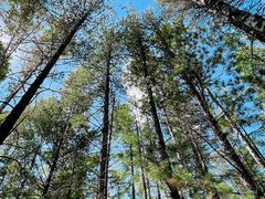 -峡谷浮石林景区