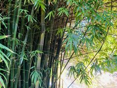 -墨尔本皇家植物园