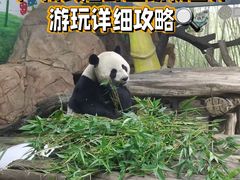 -广州长隆野生动物世界