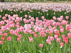 -石家庄市植物园