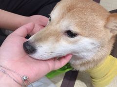 -逗柴咖啡屋·狗咖猫咖宠物桌游