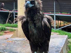 -西霞口神雕山野生动物世界