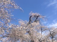 -醍醐寺
