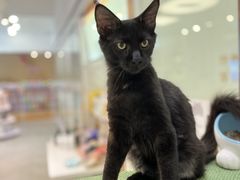 -1013 PET SHOP精品宠物商店(丁香店)