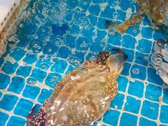 -田园居·佳宴(桑田路店)