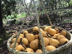 -塘栖枇杷特色园区