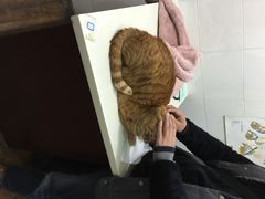 甄爱宠物诊所-甄爱宠物医院(疏影路店)