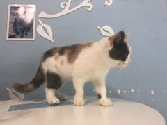 -喵的天空名猫咖啡馆·撸猫·猫舍·用品