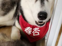 -Husky Go! 哈士奇体验馆·宠物咖啡厅狗咖