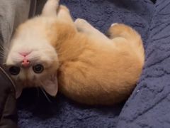 -东方名猫馆·英短金渐层布偶猫舍(环线广场1号楼店)