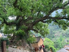 -杨家堂村