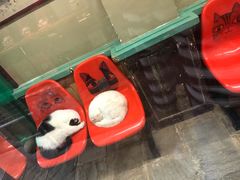 -猫咪博物馆(顶澳仔猫街店)