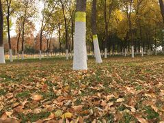 -大兴滨河森林公园