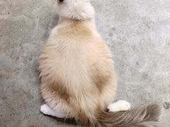 -浣熊柯尔鸭土拨鼠·电玩咖