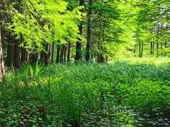 -溱湖国家湿地公园